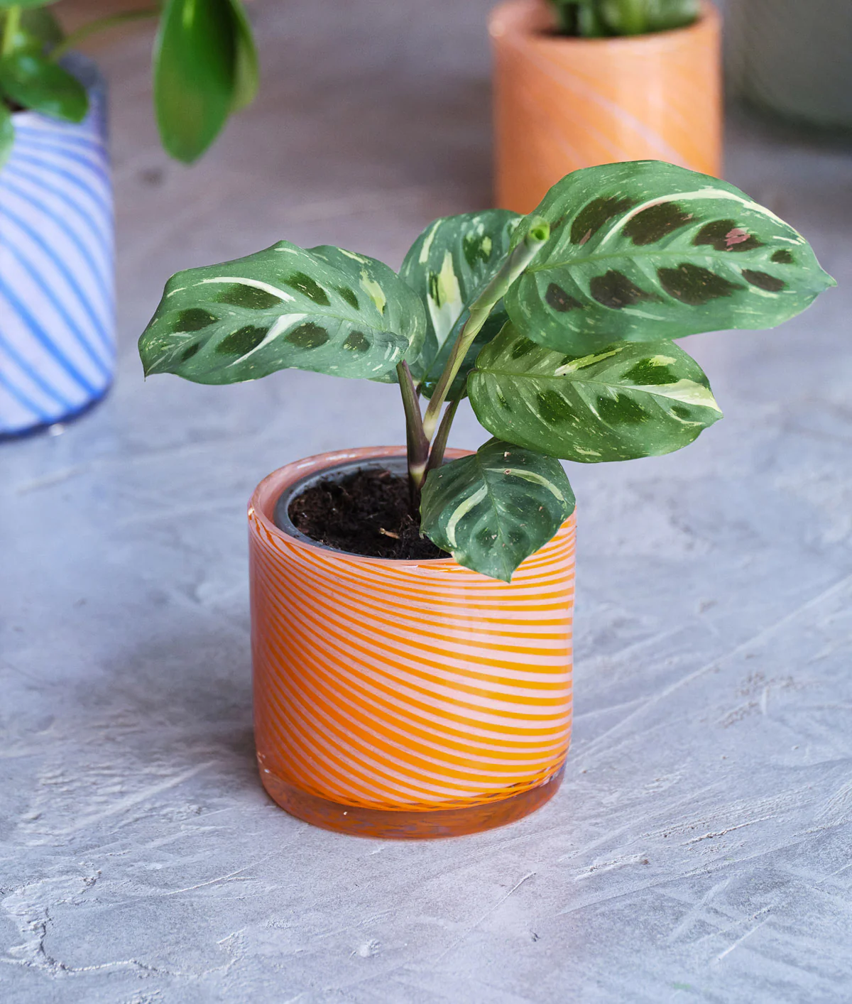 Small Spiral Glass Planter Orange - Image 3
